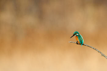 Faune des marais<br>NIKON D4, 700 mm, 1000 ISO,  1/2500 sec,  f : 8 